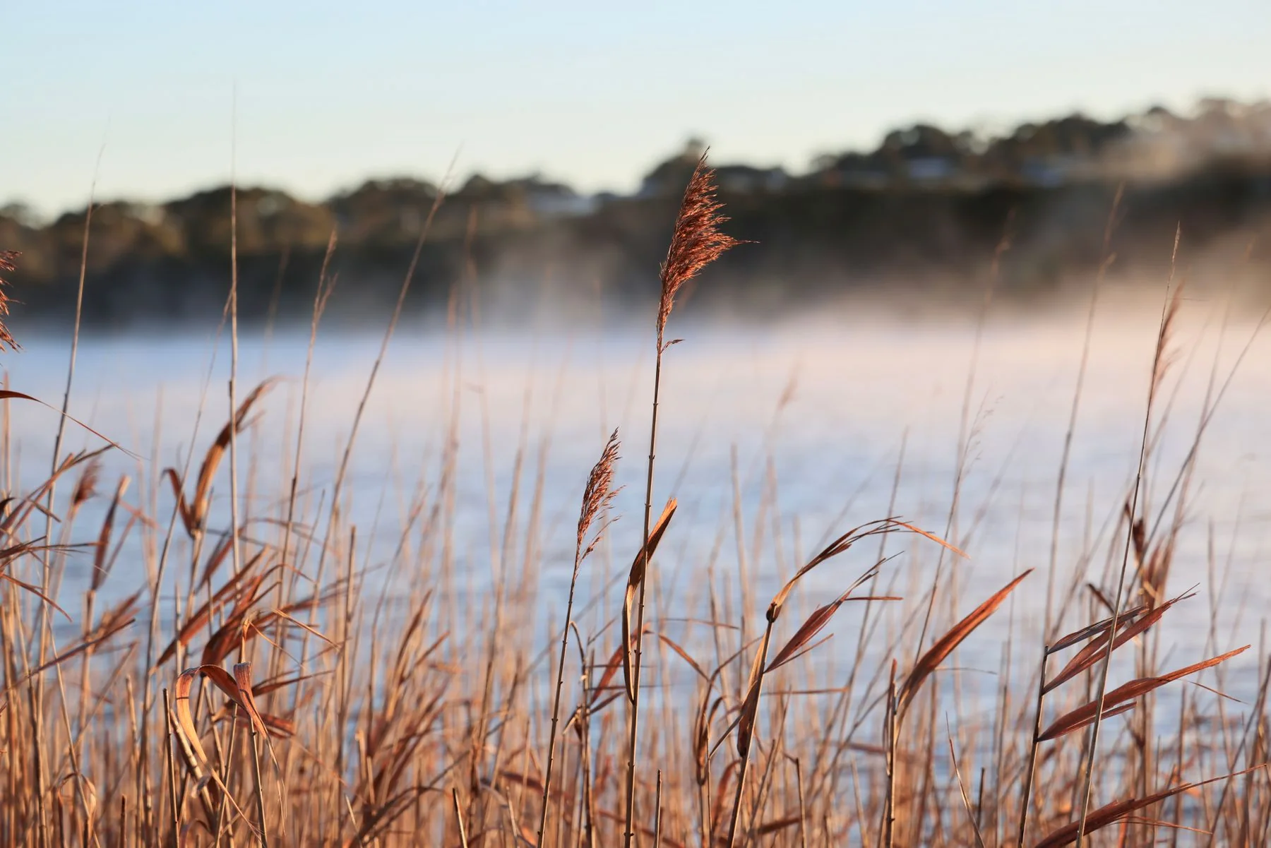 Tranquil Lake Scene with Reeds at Sunrise