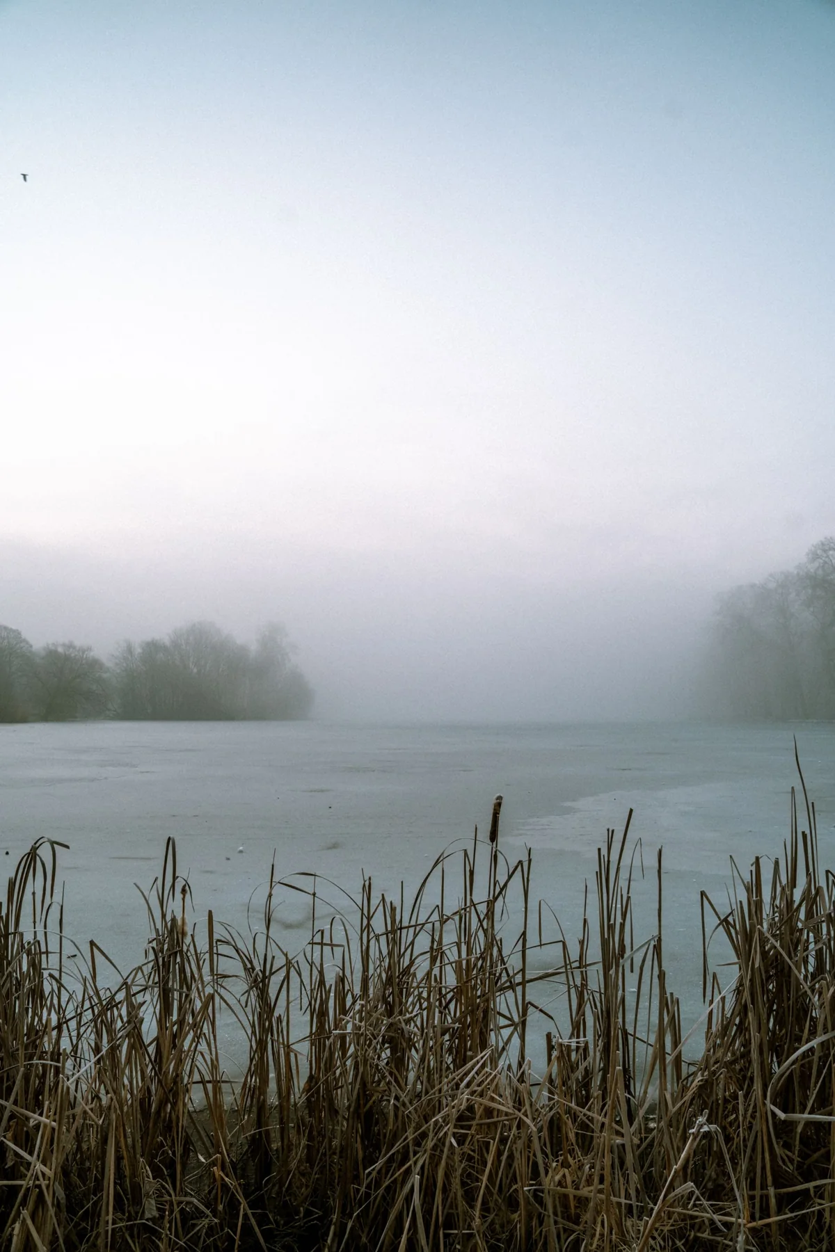 Tranquil Misty Lake with Reed Grass at Dawn